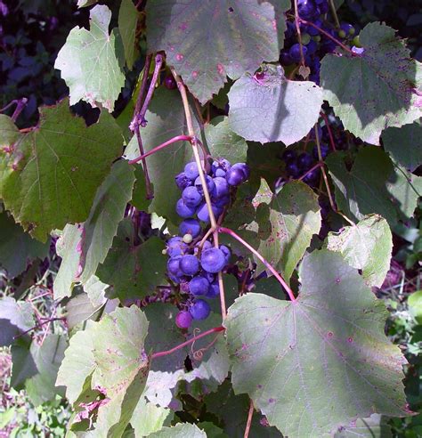 Vitis Riparia River Grape Go Botany Diy Landscaping Botany Grapes