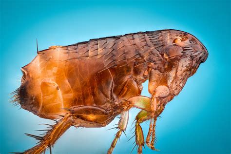 Will Carpet Cleaning Kill Fleas Magic Touch Repair And