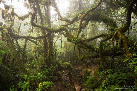 Der Regenwald Des Madera Vulkans Ometepe