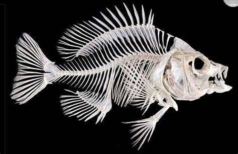 Fish Skeleton Animal Skeletons Fish Skeleton Animal Bones