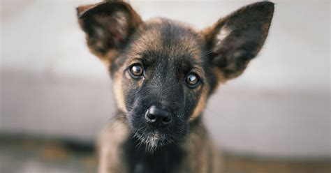 How to get american service pets official esa letter. The cost of owning a dog - PDSA