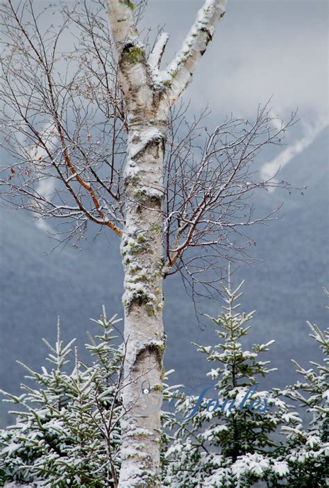 Birch Tree White Mountains New Hampshire Winter Scenery | Etsy