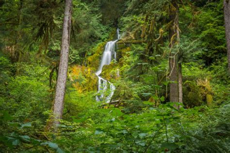 Top 60 Hoh Rainforest Stock Photos Pictures And Images Istock