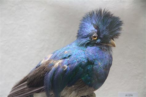 Iridescent Blue Bird With Puff Head At The Horniman Museum Flickr