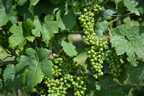 Free Images Nature Vine Wine Fruit Food Produce Agriculture