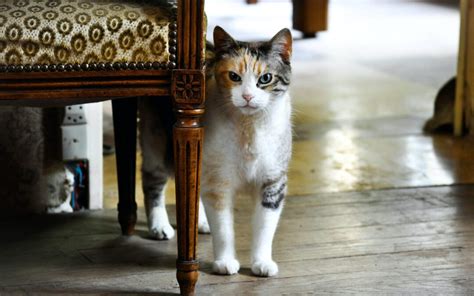 The Ultimate Guide How To Welcome A New Cat Into Your Home Akaal Pet