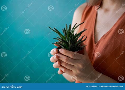Cropped Image Woman Holding Succulent Potted Plant Beautiful Indoor Plants As Stock Image