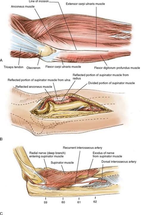 Surgical Exposures Of The Elbow Musculoskeletal Key