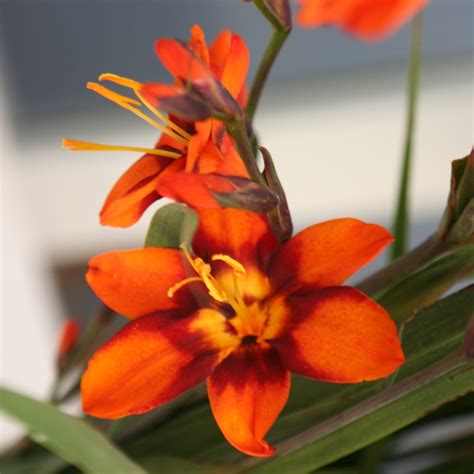 Flower bulbs, lilies, anemone, tulip bulbs, daffodils, cyclamen and crocus bulbs from bloms blubs an award winning specialist supplier in uk. Crocosmia Emily McKenzie | Crocosmia | Summer flowering ...