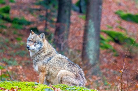 Bavarian Forest National Park Wolf 3 Mrt Hk Flickr