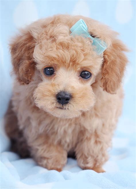 Toy Poodle Puppy In A Tea Cup With Images Poodle Puppy Puppies