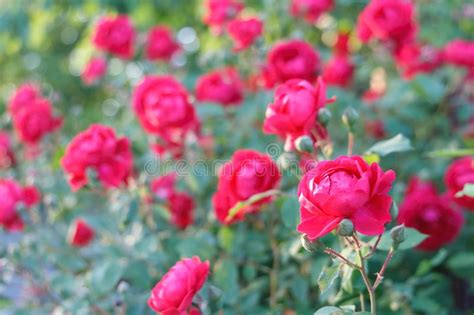 Bushes Of Red Or Scarlet Rose Flowers Lit By Bright Sun Fence