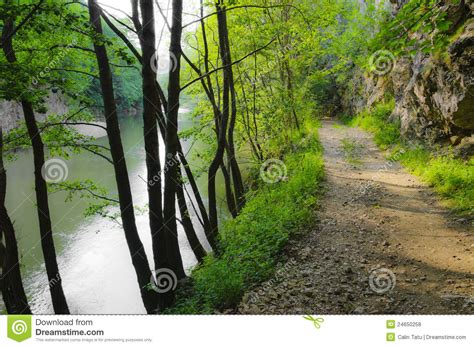 Beautiful Forest Scenery Royalty Free Stock Photos Image
