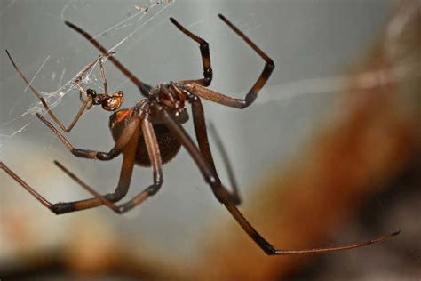 Daft Male Spiders Prefer Females Who Are More Likely To Eat Them New