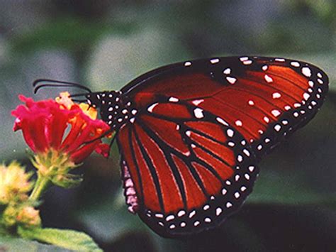 49 Bing Butterfly Wallpapers For Computer On
