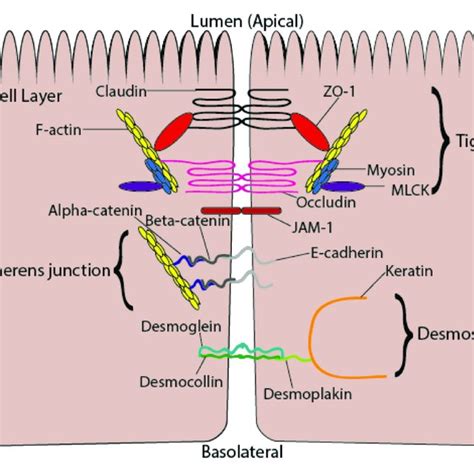 Intercellular Junctions Between Epithelial Cells Consisting Of Tight