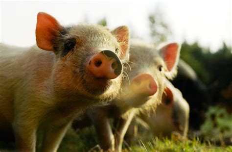 12 Things To Know Before Adopting A Mini Pig Bc Spca