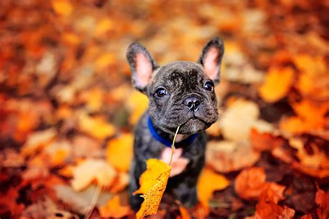 Hd Wallpaper Brindle French Bulldog Puppy Close Up Photography Autumn