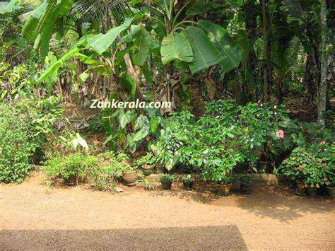 This garden is not mine. Garden in a kerala home