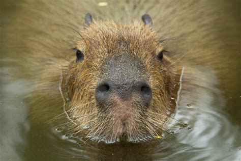 Amazing Facts About Capybaras All Things Capybara