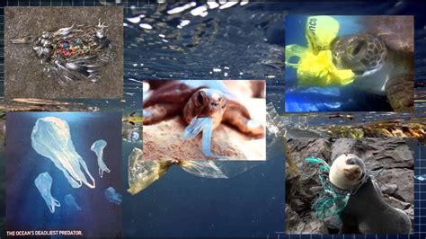 Plastic Is Killing Our Marine Life Reefci