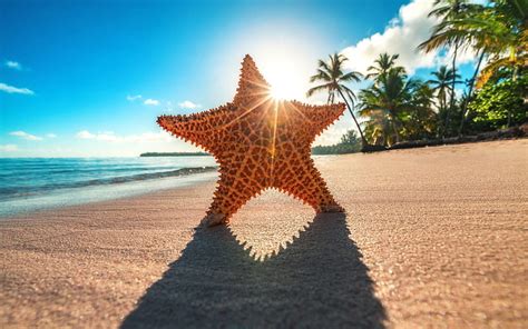 Starfish Summer Sea Beach Paradise Bright Sun Palms Hd Wallpaper