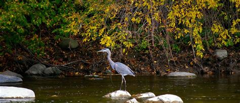 Check spelling or type a new query. Milwaukee River Bird | Wayne's world, Image, River