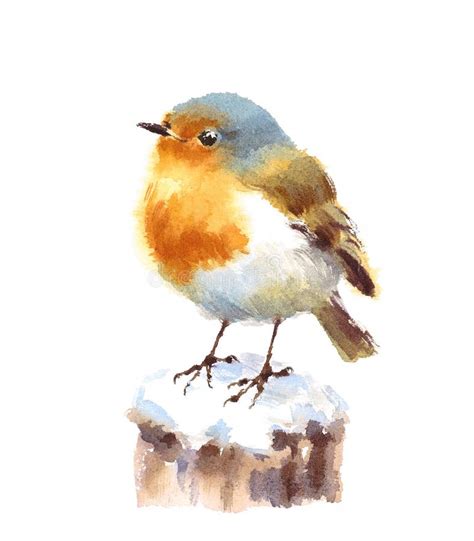 Robin Bird Watercolor Illustration Hand Painted Isolated On White