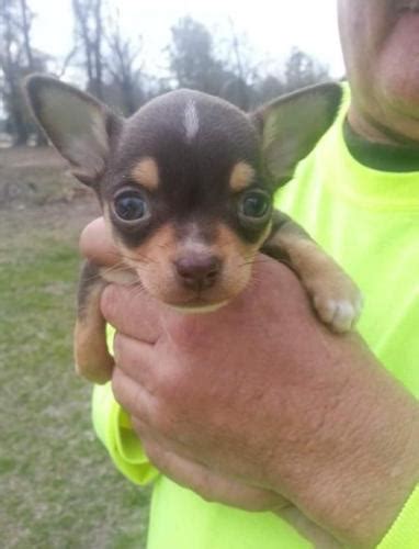 We are small hobby breeders of long and smooth coat chihuahuas. toy Chihuahua puppies for sale for Sale in Dublin, Georgia ...