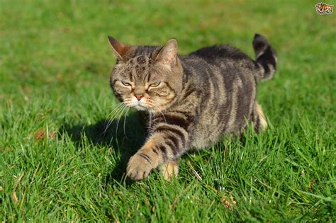 The gene has two versions, or alleles. Tabby cat colour and pattern genetics | Pets4Homes