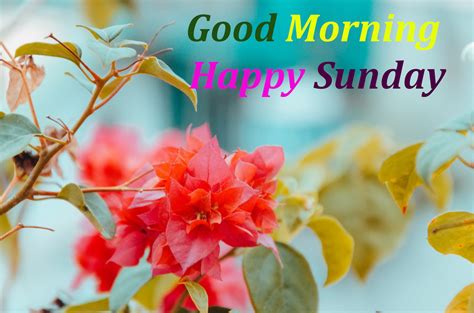 Top 10 Good Morning Happy Sunday Images Greetings Pictures Whatsapp