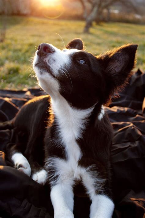 2165 Best Adorable Border Collies Images On Pinterest