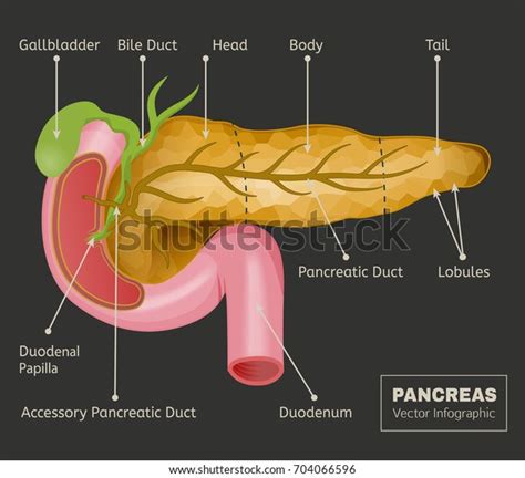 Pancreas Duodenum Image Isolated On Dark Stock Vector Royalty Free