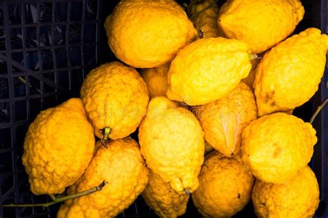 Etrog Is The Yellow Citron Or Citrus Medica Stock Photo Image Of