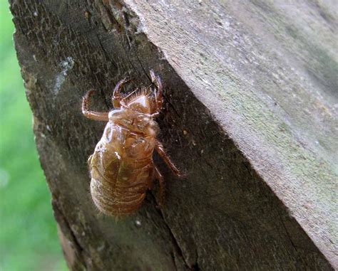 Cicada shells cannot be scared off with a net or by running; Periodical Cicadas - Rural Ramblings…