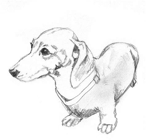 Dog Sketches Animal Clipart Dog Drawing Dog Sketch Dachshund Drawing
