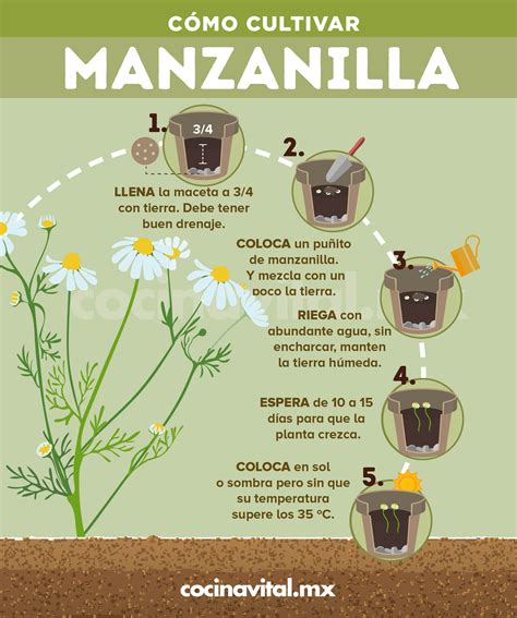 Cómo cultivar manzanilla en maceta orgánica Artofit