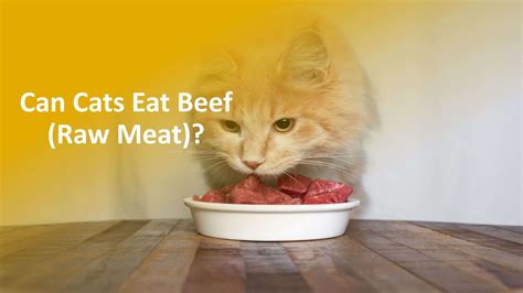 Can Cats Eat Beef Is It Good For Cats Quick Answer