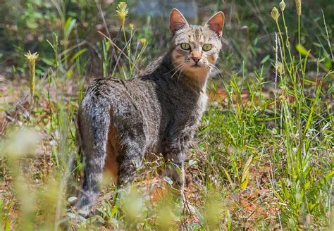 Feral Cat Ecology And Control Queensland Department Of Agriculture
