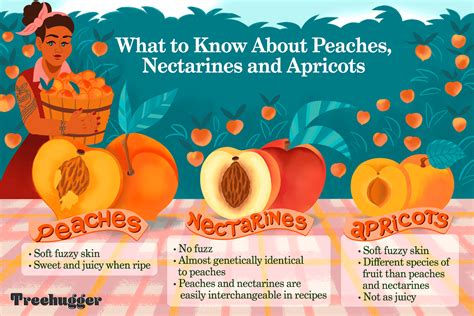 Whats The Difference Between Peaches Nectarines And Apricots