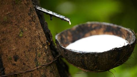 If an elastomer is good for. Disease threatens natural rubber production