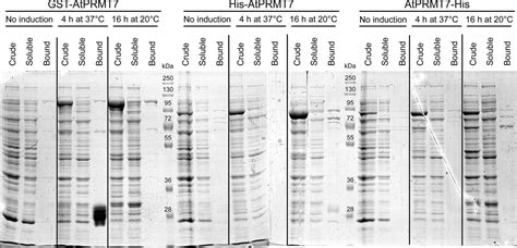 Iucr Cloning Expression Purification And Preliminary X ­ray