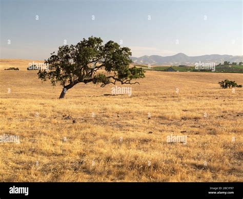 Lone Oak Tree In Summer Field In Santa Ynez Valley Of California Stock