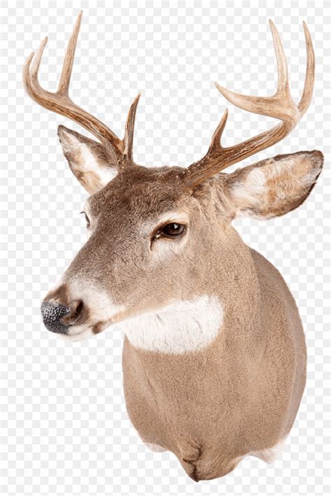 White Tailed Deer Red Deer Reindeer Antler PNG 1201x1800px Deer