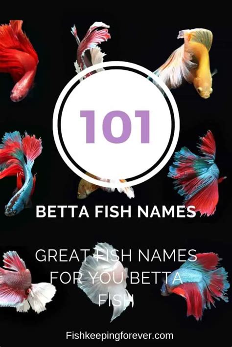 101 Betta Fish Names Fun Names For Your Betta Fish Fishkeeping Forever