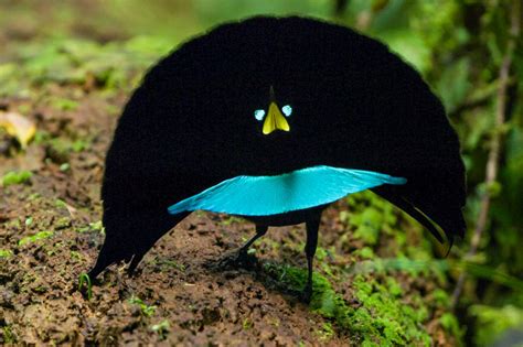 The 24 Weirdest Looking Animals in the World