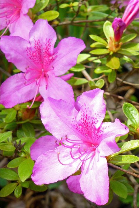 Free Stock Photo Of Azaleas Flowers In Bllom Closeup Download Free