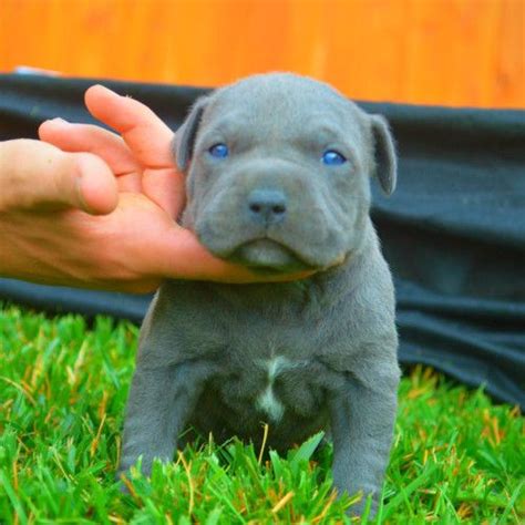 Blue Nose Pitbull Puppies For Sale Blue Pitbull Red Pitbulls