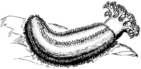 Pepino Do Mar Desenho
