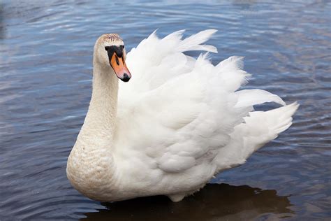 Ruffling Feathers Photograph By Lana Hamilton Pixels